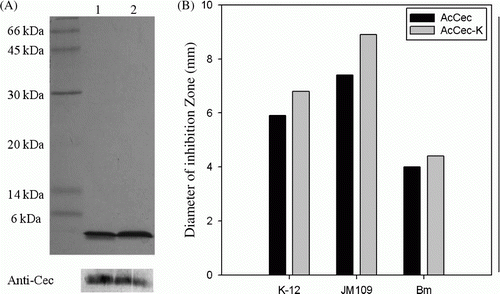 Figure 4.  SDS-PAGE, western blotting analysis, and inhibition zone assay of recombinant cecropins. (A) SDS-PAGE and western blotting of recombinant cecropins with anti-cecropin antibody (Anti-Cec). Lane 1, AcCec; Lane 2, AcCec-K. (B) The antibacterial activity of AcCec and AcCec-K against E. coli K-12, E. coli JM109, and Bm, respectively.