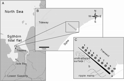 Fig. 1. Location of the transect in the Solthörn tidal flat. A: overview map. B: transect location between dyke and tidal channel. C: characteristics of the sampled area (a) differences in altitude (narrow: lower level, broad: higher level); (b) differences in the sediment surface structure.