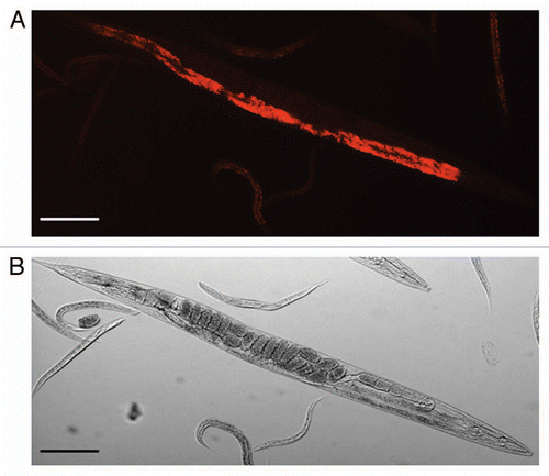 Figure 2 Light microscopic pictures of Caenorhabditis briggsae KT0001. (A) Red Fluorescent Protein (RFP)-tagged Serratia sp. SCBI lining the gut of C. briggsae KT0001. (B) Bright field image of same worm used in (A) (Scale bar = 100µm).