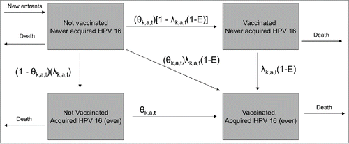 Figure 4. Diagram of simplified model. A cohort of susceptible 8-year-olds enters the population each year. In each year of the vaccine program (from year 1 to 100), there is a probability of death from all causes, a probability of acquiring HPV 16 (λ) for those never infected with HPV 16 previously, and a probability of receiving HPV vaccination (θ). Vaccine efficacy against infection with HPV 16 is given by E. The subscripts k, a, and t denote sex, age, and year of vaccine program, respectively. The age- and sex-specific probabilities of HPV 16 infection (λ) were adjusted for each year t to reflect changes in HPV prevalence in sex partners as a result of HPV vaccination. The reduction in HPV 16-associated health outcomes due to vaccination for a given age cohort in a given year was assumed to be proportional to the reduction in cumulative HPV 16 infection in that age cohort attributable to vaccination. Reductions in health outcomes attributable to other HPV types were estimated in an analogous manner.