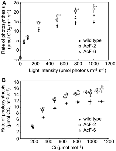 Fig. 3. Photosynthetic parameters of wild-type and transgenic (AcF-2 and 6) plants grown with an elevated (1000 ppm) CO2 level for 5 weeks.