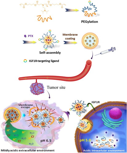 Figure 5. Illustration of macrophage membrane-biomimetic nanoparticles for escaping and drug-release mechanism (Zhang et al., Citation2018a). © 2018. The Author(s). All rights reserved. Reproduced with permission.