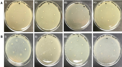 Figure 18 Antibacterial activity of curcumin-loaded P. chilensis nanocarrier. (A) Water as solvent, and (B) Ethanol as solvent: i) Staphylococcus aureus, ii) Bacillus sp., iii) Klebsiella sp., iv) Escherichia coli.