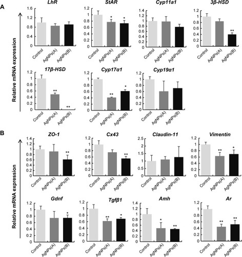 Figure 10 Effect of AgNPs on gene expression in TM3 and TM4 cells.Notes: (A) Quantitative (q) RT-PCR for testosterone biosynthesis-related genes in TM3 cells; (B) qRT-PCR for the BTB genes Gdnf, Tgfβ1, Ar, and Amh in TM4 cells. The expression of all genes was normalized to that of Gapdh. The data are expressed as the mean relative gene expression ± SD of three independent experiments performed in triplicate; *P<0.05, **P<0.01.Abbreviations: AgNPs, silver nanoparticles; BTB, blood–testes barrier; mRNA, messenger RNA; RT-PCR, real-time polymerase chain reaction; SD, standard deviation; TM3, Leydig; TM4, Sertoli; qRT-PCR, quantitative RT-PCR.