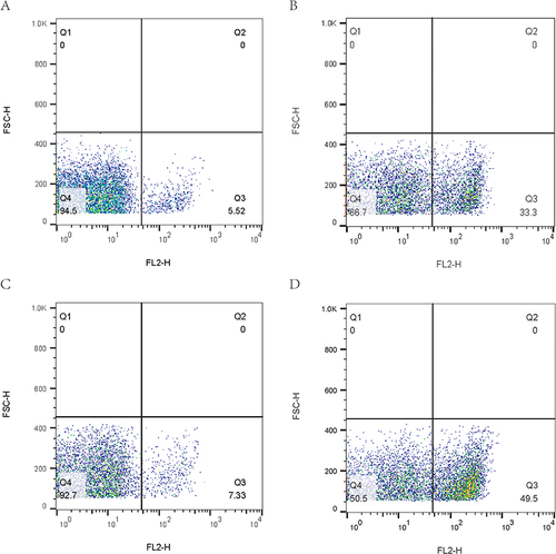 Figure 5 The flow cytometry picture of cell membrane permeability of CRPA-3 treated with AS101 and mefloquine. Compared with the control group (A) and the monotherapy group (B and C), the bacterial particles generally moved to the right after the combination of AS101 and mefloquine (D), that was, the fluorescence intensity increased and the permeability of cell membrane increased.