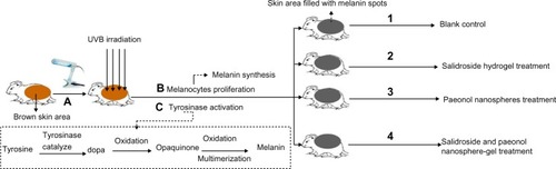 Figure 2 Flow chart of the animal study procedures. (A) UVB irradiation of the brown area in guinea pig skin. (B) Melanin synthesis caused by melanocyte proliferation upon UVB radiation. (C) Melanin synthesis caused by tyrosinase activation in melanocytes upon UVB radiation. (1) Blank control group: brown guinea pig skin without treatment. (2) Brown guinea pig skin treated topically with salidroside hydrogel every 2 days with simultaneous UVB radiation. (3) Irradiated brown guinea pig skin treated topically with paeonol nanosphere suspension every 2 days with simultaneous UVB radiation. (4) Irradiated brown guinea pig skin treated topically with salidroside and paeonol coloaded nanosphere-gel every 2 days with simultaneous UVB radiation.Abbreviation: UVB, ultraviolet B.