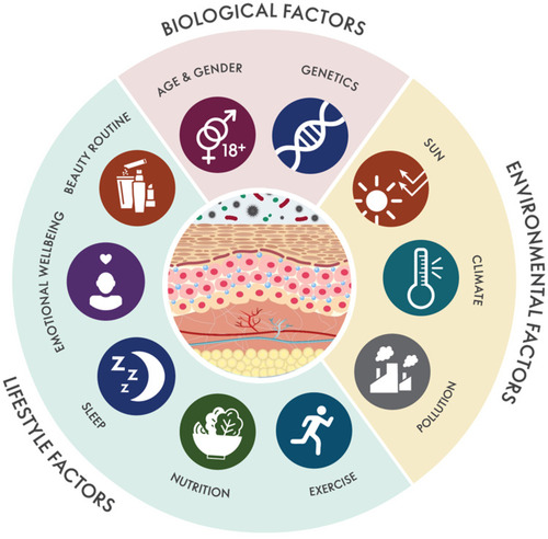 Figure 1 Holistic Beauty Wheel. Schematic map of the biological, environmental, and lifestyle factors influencing skin health and skin aging.