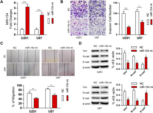 Figure 3 MiR-154 suppressed the migration, invasion and EMT in GBM in vitro. (A) MiR-154 was detected in U251 and U87 cells stably expressing miR-154. (B) Transwell assays indicated that miR-154 inhibited the invasion of GBM cells. (C) Wound healing assays showed a decreased migration distance of miR-154-overexpressing cells. (D) EMT markers were detected, and miR-154 reduced the expression of vimentin and N-cadherin and increased E-cadherin (*p<0.05, **p<0.01, ***p<0.001, Bar=100 μm).