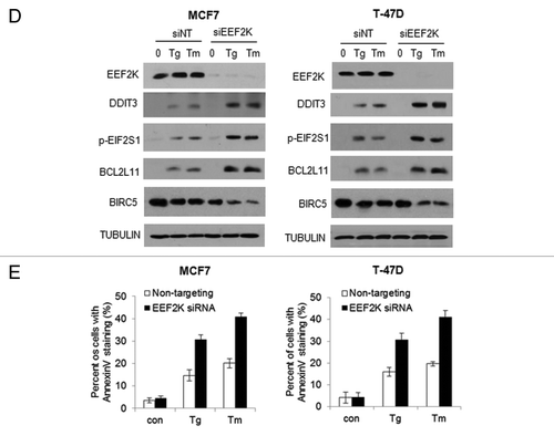 Figure 6D and E. Silencing of EEF2K expression augmented ER stress and resulted in increased apoptosis in tumor cells. MCF7 or T-47D cells were transfected with a nontargeting RNA or a siRNA targeting EEF2K, followed by treatment with Tg or Tm for 48 h. (D) EEF2K, LC3, DDIT3, p-EIF2S1, BIRC5 and BCL2L11 were examined by western blot. TUBULIN was used as a loading control. (E) Apoptosis was determined by flow cytometric analyses of annexin staining. Each bar represents the mean ± SE of three experiments.