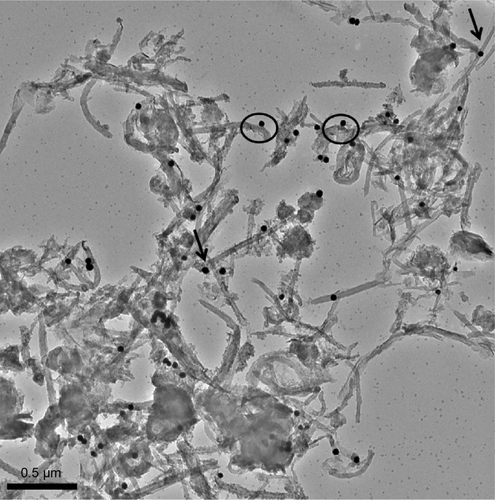 Figure S4 TEM images of f-MWCNT-1, with AuNPs at the tips (as indicated by arrows) or at the side-wall (in circle).Abbreviations: TEM, transmission electron microscopy; MWCNT, multi-walled carbon nanotubes; AuNP, gold nanoparticle.