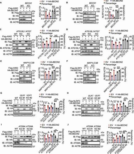 Figure 4. BECN2-mediated degradation of inflammasome sensors is through the ULK1/ATG9A-dependent but BECN1/ATG16L1/ATG7/LC3B-independent lysosomal pathway. (A-J) WT and autophagy gene KO HEK293T cells were co-transfected with HA-tagged BECN2 and Flag-tagged NLRP3 or AIM2. Protein levels of AIM2 and NLRP3 were immunoblotted using indicated antibodies in BECN1 KO cells (A and B), ATG16L1 and ATG7 KO cells (C and D), MAP1LC3B KO cells (E and F), ULK1 KO cells (G and H), and ATG9A KO cells (I and J). Quantification analysis is presented as mean ± s.e.m. and is calculated based on the band density of three independent experiments. Statistical differences between EmpVec-transfected and HA-BECN2-tranfected cells were calculated using Student’s unpaired t-test (A-J). Statistical differences between WT and KO groups were calculated using Student’s unpaired t-test (A, B, E, F) or 1-way ANOVA with Dunnett’s multiple comparison test (C, D, G-J). *P < 0.05, **P < 0.01, ***P < 0.001, ****P < 0.0001.