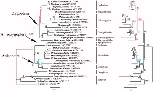 Figure 1. Phylogenetic tree of the relationships among 29 species of Odonata including Matrona basilaris, based on the nucleotide dataset of the 13 mitochondrial protein-coding genes. Four outgroups (Isonychia kiangsinensis, Epeorus herklotsi, Siphluriscus chinensis and Caenis sp.) were used. Numbers above branches specify posterior probabilities from Bayesian inference (BI) (left) and bootstrap percentages from maximum likelihood (ML) (right) analyses. The red and blue lines indicate a different topology between BI and ML analyses. GenBank accession numbers of all species are also shown.