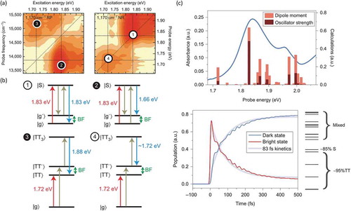 Figure 8. (a) Experimental 2D beating maps for the 1170 cm−1 mode of pentacene. (b) Wave-mixing energy ladder diagrams for each marked circle in the beating maps. The |g>→|1TT> transitions are nominally forbidden but become weakly allowed through vibronic state mixing. (c) Comparison between experimental absorption spectra and calculated transitions from the ground state resulting from vibronic mixing between diabatic singlet and 1TT manifolds. Population kinetics for dark and bright states predicted by the vibronically mixed S1-1TT model reproduce experimental result. Adapted from [47], copyright 2016 Springer Nature