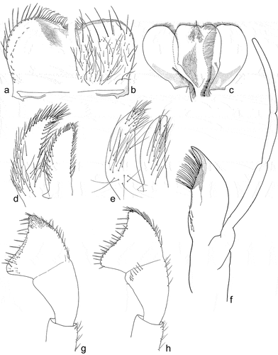 Figure 5. Larvae of Centroptilum volodymyri sp. nov., paratypes. (a, b) Labrum, ventral (a) and dorsal (b) view; (c) hypopharynx (left side – dorsal view; right side – ventral view); (d, e) glossa and paraglossa, dorsal (d) and ventral (e) view; (f) maxilla; (g, h) labial palp, ventral (g) and dorsal (h) view.