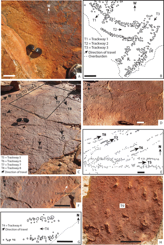 Fig. 2. Diplichnites gouldi trackways with arrows depicting the direction of movement. A, Photo, and B, interpretive diagram of trackways T1–T3 from Cotterills Lookout. C–E, Photos and interpretive diagram of trackways T5–T8 from KCRW46. F, Photo, and G, interpretive diagram of the trackway T4 from Cotterills Lookout. H, Diplichnites isp. (trackway T9) found on a boulder as float in cemented (arrows) stairs near KCRW80. Note sunglasses are 145 mm wide in each image and scale bars = 100 mm.