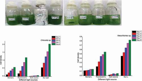 Plate 7. (a & b): effect of light source on the growth of algal isolates