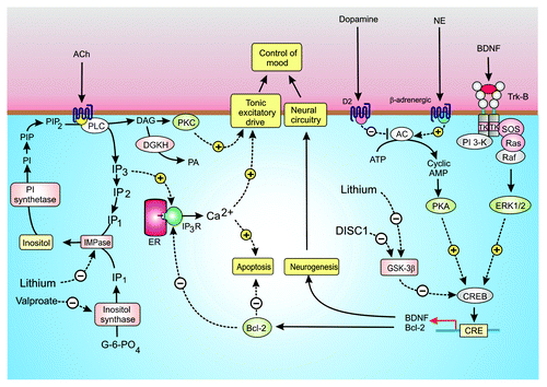 Figure 3. Signaling pathways in bipolar disorder (BD). Control of mood seems to depend on a number of interacting signaling mechanisms. Acetylcholine (ACh) acting through muscarinic M1 receptors (M1R) stimulates the hydrolysis of phosphatidylinositol 4,5-bisphosphate (PtdIns(4,5)P2) to generate inositol 1,4,5-trisphospahate (Ins(1,4,5)P3) and diacylglycerol (DAG). The Ins(1,4,5)P3 releases Ca2+ whereas DAG activates protein kinase C (PKC). Both Ca2+ and PKC may influence mood by modulating membrane excitability. The DAG is inactivated following its phosphorylation by DAG kinase (DGKH), whereas Ins(1,4,5)P3 is recycled back to inositol through a sequential series of dephosphorylation reactions with the final step being performed by an inositol monophosphatase (IMPase), which is sensitive to lithium. The same IMPase hydrolyzes the InsP1 formed by the inositol synthase, which is inhibited by valproate. Other neurotransmitters such as dopamine and norepinephrine (NE) seem to act through adenylyl cyclase (AC) to form cyclic AMP, which acts through protein kinase A (PKA) to phosphorylate the transcription factor CREB to control expression of brain-derived neurotrophic factor (BDNF) and Bcl-2 that function to promote neurogenesis and to inhibit apoptosis, respectively. Bcl-2 may inhibit apoptosis by reducing the release of Ca2+ by the Ins(1,4,5)P3 receptor (Ins(1,4,5)P3R). The transcriptional activity of CREB is inhibited by glycogen synthase kinase 3β (GSK-3β), which is inhibited by lithium.