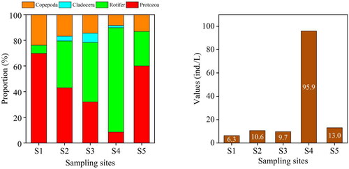 Figure 5. The Density of zooplankton at each sampling site in the provincial aquatic germplasm resource protection zone of Nanchong section of the Jialing River in summer of 2022. The figure on the left shows the proportion of zooplankton density at five sampling sites. The figure on the right shows the values of zooplankton density at five sampling sites.