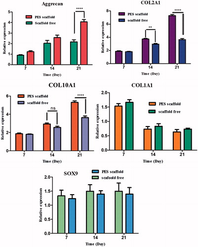 Figure 6. Expression of cartilage-specific genes. Relative expression of aggrecan, collagen I, collagen II, collagen X and SOX9 in IPSC cultured on PES scaffold during chondrogenic differentiation compared to scaffold free method. The expressions of collagen II, collagen X and aggrecan genes were significantly upregulated in PES scaffold compared to that in scaffold free method. Collagen type I expression was down regulated at the end of cultivation and also, SOX9 gene expression did not show a significant difference during chondrogenic differentiation of IPSC on both scaffolds. Results are presented as mean ± SD. Significant levels are **p < .01, ***p < .001 and ****p < .0001.