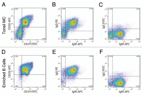 Figure 1 Enrichment of naïve B cells from human tonsil tissue. Mononuclear cells (MC) prepared from a Ficoll-Hypaque gradient were enriched for B cells using negative magnetic separation. Samples of the mononuclear cells (A–C) and the enriched B-cells (D–F) were phenotyped by gating for CD45 positive cells and staining for CD19 and CD20 (A and D) and also by staining for surface IgD, IgM and/or IgG expression (B, C, E and F). Results from a representative sample are shown.