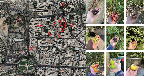 Figure 1. Left: Sampling of the 14 locations in Tarasht (Image Source: Google). Right: Harvested fruits.