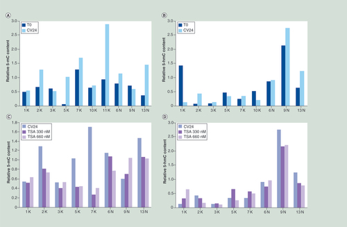 Figure 6. Global levels of 5-methylcytosine and 5-hydroxymethylcytosine in organotypic cultures.Relative content of 5-mC and 5-hmC in the organotypic cultures after 24 h of culture without treatment (A & B) and after 24 h of TSA treatment (C & D) obtained by slot blot DNA analysis. The experiment was performed by hybridization with specific 5-mC and 5-hmC antibodies, followed by densitometry quantification. In all cases the methylation and the hydroxymethylation levels were normalized compared with the DNA amount, evaluated by α-ssDNA antibody. In particular, we determined the 5-hmC and 5-mC levels by normalizing the intensity of the spot obtained with the anti-5-hmC or anti-5-mC, with that from the anti-ssDNA used as loading control. Accordingly, the quantification of 5-hmC and 5-mC is a relative value. T0: Uncultured samples, CV24: Control after 24 h of culture. The values are the means of two replicates.5-mC: 5-methylcytosine; 5-hmC: 5-hydroxymethylcytosine; TSA: Trichostatin A.