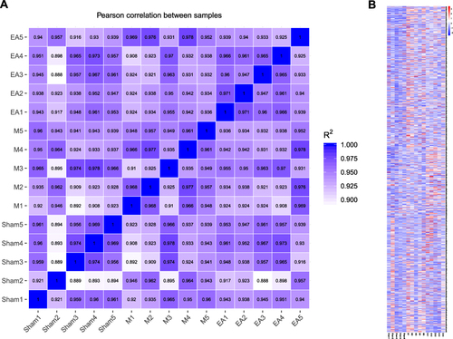 Figure 5 Correlation coefficient diagram and heat map between samples. (A) Pearson correlation between samples of sham operation, model and EA groups. The darker the color, the higher the correlation between samples. (B) Heat map displaying the hierarchical clustering of DEGs from sham operation, model and EA groups.