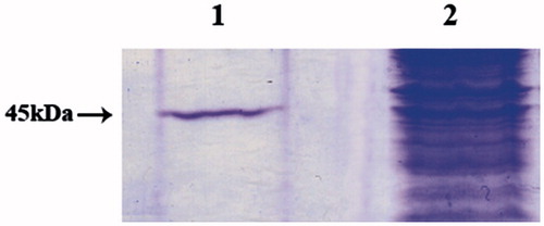 Figure 2. SDS-PAGE of the recombinant PfCAdom purified from E. coli cell extract. Lane 1, purified PfCAdom from His-tag affinity column; Lane 2, cell extract protein after induction with IPTG.
