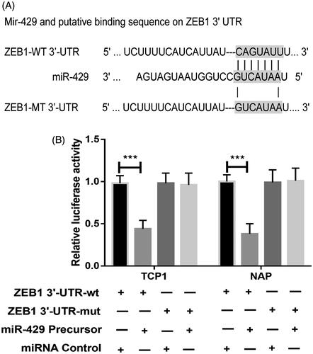 Figure 5. ZEB1 is a direct target of miR-429. (A) The binding site for miR-429 in the 3’-UTR of ZEB1 mRNA. (B) The relative luciferase activity is measured in each cell group after co-transfection with either miR-429 or miRNA controls. ***p < .001.