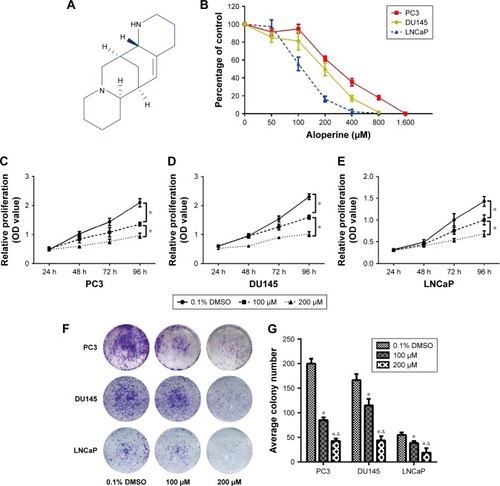 Figure 1 Aloperine inhibited the proliferation of prostate cancer cells in vitro. (A) The molecular structure of aloperine provided by the manufacturer. (B) Prostate cancer cell lines were treated with the indicated dose of aloperine or vehicle for 72 h, and a CCK-8 assay was performed to calculate IC50 values of aloperine for different cell lines. (C) CCK-8 assay for PC3 cells exposed to aloperine (100 and 200 μM) for 24, 48, 72 and 96 h (*P<0.05, n=5). (D) CCK-8 assay for DU145 cells exposed to aloperine (100 and 200 μM) for 24, 48, 72 and 96 h (*P<0.05, n=5). (E) CCK-8 assay for LNCaP cells exposed to aloperine (100 and 200 μM) for 24, 48, 72 and 96 h (*P<0.05, n=5). (F) Colony formation assay for PC3, DU145 and LNCaP cells exposed to aloperine (100 and 200 μM) or vehicle for 10 days. (G) Quantitative analysis of clone formation for PC3, DU145 and LNCaP cells treated with aloperine and untreated cells (*P<0.05 vs vehicle, ΔP<0.05 vs 100 μM, n=5).