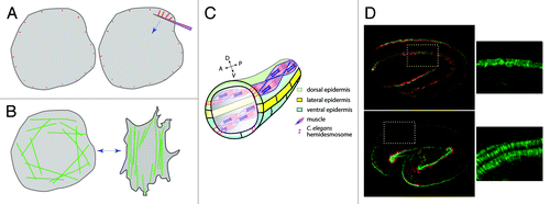 Figure 1. Comparison between FA maturation/stress fiber reorientation and CeHD maturation. (A) Pulling on the dorsal side of a fibroblast with a fibronectin-covered pipet triggers the growth of focal adhesions (red) along the direction of pulling (from ref. Citation13). (B) Uniaxial cyclic stretching of fibroblasts (double-headed blue arrow) triggers the reorientation of stress fibers (green) perpendicular to the direction of the stretch (from ref. Citation14). (C) Anatomy of the C. elegans embryo (a small portion shown; the intestine is not depicted for clarity). Note that muscles are found basally to the epidermis, but shown above the epidermis to outline their anterior-posterior orientation (A-P). (D) Immunofluorescence pattern of C. elegans embryonic muscles (red) and hemidesmosomes (CeHD, green); top, early contraction stage; bottom, late elongation stage. Regions boxed by a dotted rectangle are magnified on the side; note how CeHDs adopt a dorsal-ventral orientation (bottom). Images reprinted with permission from Zhang et al.Citation15