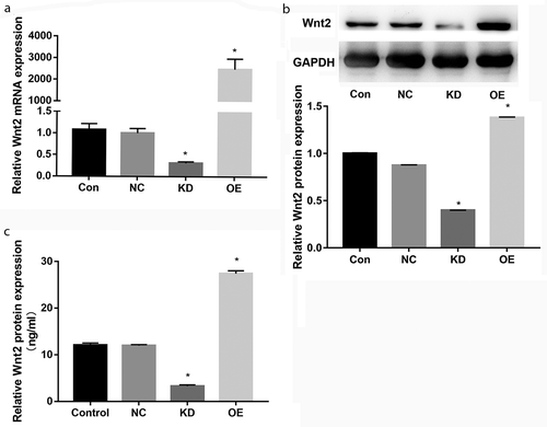 Figure 3. WNT2 was overexpressed and knocked down in HTR8 cells by transfection. A: qPCR assay showed the WNT2 mRNA expression levels in blank control (Con), negative control (NC), overexpression (OE) and knockdown (KD) groups. B: Western blot assay showed the WNT2 protein expression levels in the four groups. C: ELISA showed the WNT2 protein expression levels in the four groups. All experiments were conducted with three biological replicates. Data were expressed as mean ± SD. * P < 0.05 compared to NC group.