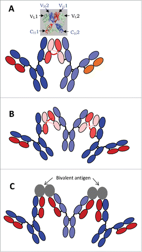 Figure 7. Schematic diagrams for IgG1 dimer (A) and trimer (B) formed via intermolecular domain exchange in the Fab domains, and for an immune complex of IgG1 with its bivalent antigen (C). The inset in (A) shows the crystal structure of the 2 Fab domains of a 2G12 antibody monomer with (intramolecular) exchanged heavy chains.Citation21