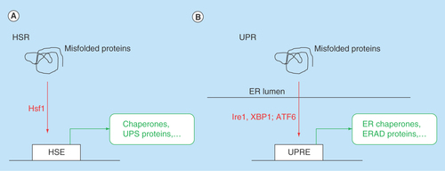Figure 1.  Key signaling and transcriptional events.Events in (A) the HSR and (B) the UPR.ER: Endoplasmic reticulum; ERAD: Endoplasmic reticulum-associated protein degradation; HSE: Heat shock element; HSR:Heat shock response; UPR:Unfolded protein response; UPRE:Unfolded protein response elements; UPS: Ubiquitin proteasome system.