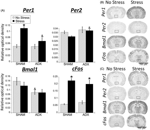 Figure 6. Experiment 2: Effect of stress and adrenal status on gene expression in the PVN. (A) Acute restraint stress increased Per1 and cFos, but not Per2 or Bmal1 mRNA in the paraventricular nucleus of the hypothalamus (PVN), replicating the male data from Experiment 1. Stress increased cFos mRNA occurred regardless of adrenal status (sham or adrenalectomized). However, stress-induced Per1 mRNA was attenuated by adrenalectomy (ADX). Data are presented as mean ± SEM (*stress effect within same adrenal status condition; &adrenal status effect within same stress conditions; p < .05, FLSD, n = 5–6 rats per treatment group). (B and C) Representative autoradiographs under no stress or stress conditions of sham (B) and ADX (C) rats; the PVN is located within the box. See Table 2 for statistical details.