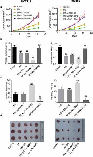 Figure 5. The lncRNA NBR2 suppressed the tumor growth in the HCT116 and SW480 xenograft model. A) Curves of tumor volume versus injection time; B) Average tumor weight in mice (**P < 0.01, vs. Control; ##P < 0.01, vs. M0). C) The inhibitory rate of tumor growth (##P < 0.01, vs. M0). D) Photos of tumors at the end of the study