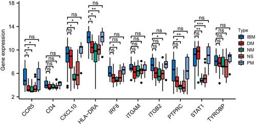 Figure 4 Expression level of the 10 hub genes in IBM and other idiopathic inflammatory myopathies ns: no significance; *P < 0.05; **P <0.01; ***P < 0.001.