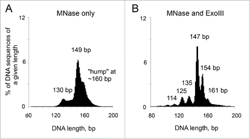 Figure 1. Simultaneous digestion of chromatin with MNase and ExoIII reveals new intermediate mono-nucleosomal particles. DNA length distributions obtained by paired-end sequencing of nucleosomes from yeast cells. (A) MNase only. (B) MNase and ExoIII. Adapted from Fig. 1 in Citation1.