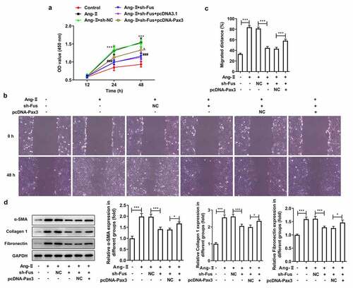 Figure 6. Pax3 overexpression blocks the effect of Fus knockdown on AngII-induced proliferation, migration and collagen synthesis of cardiac fibroblasts. Mouse cardiac fibroblasts that co-transfected with shRNA-Fus and pcDNA-Pax3 or not were stimulated with 1 μM AngII for 12 h, then (a) the cell viability was measured by CCK-8 assay, ***P < 0.001 vs Control, ###P < 0.001 vs AngII + sh-NC, ΔP<0.05 vs AngII + sh-Fus + pcDNA3.1; (b and c) cell migration was detected by wound healing assay; (d) the protein expression of α-SMA, collagen 1 and fibronectin was assessed by western blot. *P < 0.05 and ***P < 0.001