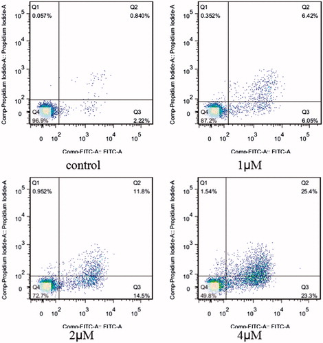 Figure 3. Apoptosis ratio detection. SGC-7901 cells were used for Annexin V/PI assay, treated with compound 5i of 1 μM, 2 μM and 4 μM for 48 h, respectively; Analyses were performed at least three times, and a representative experiment was presented.