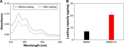 Figure 5 Loading of DOX onto BNNS-FA complexes.Notes: (A) UV-vis spectra of DOX in the supernatant before and after incubation with BNNS-FA complexes. (B) Loading capacity of DOX on BNNS and BNNS-FA complexes was denoted as μg DOX loaded on 1 mg BNNS or BNNS-FA complexes. Data are presented as mean ± SD (n=3).Abbreviations: BNNS, boron nitride nanospheres; FA, folic acid; DOX, doxorubicin hydrochloride; SD, standard deviation; UV-vis, ultraviolet–visible.