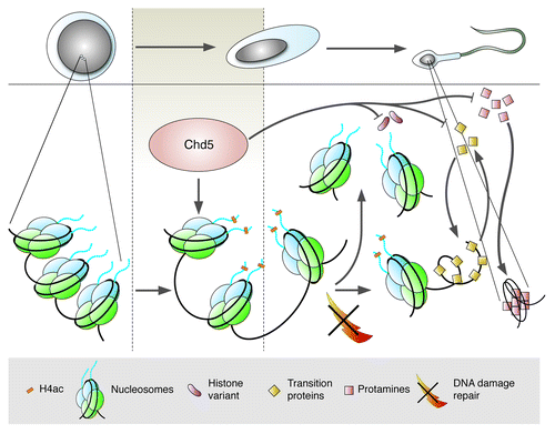 Figure 1. Chd5 regulates chromatin remodeling in sperm. Following meiosis, haploid spermatids develop into mature sperm (upper figure). Chromatin of round spermatids (left) contains canonical histones (blue, green) that are replaced with transition proteins (triangles) and ultimately protamines (squares). Chd5 expression (brown) in round/elongating spermatids precedes histone H4 hyperacetylation (H4ac, yellow rectangle), initiating eviction of nucleosomes, resolution of DNA supercoiling, and repair by the DNA damage response pathway (crossed lightning bolt). Loss of Chd5 compromises H4ac, eviction of nucleosomes, expression of histone variants/transition proteins/protamines, repair of DNA damage, culminating in jeopardized fertility. Schematic: Jim Duffy, Cold Spring Harbor Laboratory.