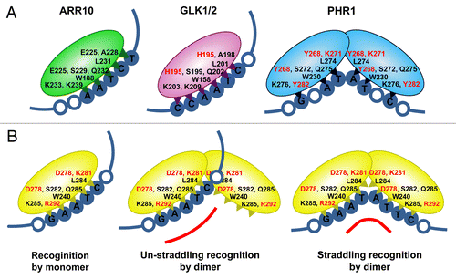 Figure 1. Models for the DNA binding of GARP family proteins. (A) Binding of ARR10, GLK, GLK2 and PHR1. (B) Binding of NIGT1 to GAATC and GAATATTC sequences. Amino acid residues of ARR10 that interact with DNA are indicated in black. Where corresponding amino acids are conserved between GLK1, GLK2, PHR1 and NIGT1, these residues are indicated in black. When corresponding amino acids are not conserved in these four GARP proteins, the residues are indicated in red. Amino residues that interact with the same base pair are indicated side by side. Positions of residues in GLK1/2 are shown according to the amino acid sequence of GLK1. Binding sequences of respective GARP family proteins are indicated by filled blue circles, and the nucleotides flanking these binding sequences are indicated by unfilled circles.