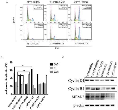 Figure 2. Effect of FTD alone or in combination with CTS on cell cycle in HGC-27 cells. After treatment with (0, 0.25 and 0.5 µM) FTD alone and in combination with 8 µM CTS for 72 h, flow cytometry was used to detect cell cycle distribution. The results (a) were analyzed by flowJo software. (b) Respective quantitative analysis of the percentage of the cell cycle in G0/G1, S and G2/M phases. (c) Expression of Cyclin B1, Cyclin D1 and MPM-2 in HGC-27 cells after 72-h treatment with (0, 0.25 and 0.25 µM) FTD combined with or without 8 µM CTS. β-actin was used as a loading control. *P < 0.05 and ***P < 0.001 versus the G2/M phase cell proportion in DMSO group. **P < 0.01 versus the G0/G1 phase cell proportion in DMSO group.