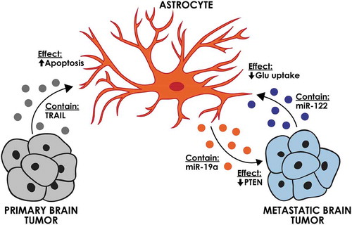 Figure 3. The effect of brain tumour-derived EVs on brain-specific cells. Astrocytes can be affected by EVs from primary and metastatic brain tumours. Astrocyte-derived EVs can affect breast cancer brain metastasis through decreasing the PTEN expression.