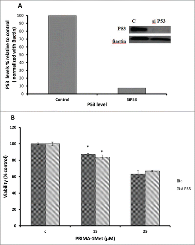 Figure 6. PRIMA-1Met cytotoxicity is p53 independent. (A) The efficiency of p53 knockdown by siRNA in BCWM.1 cells was confirmed by protein gel blot using β-actin as a loading control. (B) PRIMA-1Met reduces the cell survival measured by MTT assay in P53-silenced cells to the same extend as the scrambled si-RNA knocked-down control. Error bars = SEM, * P = <0.05