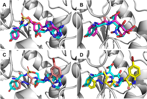 Figure 2 Docking results against bacterial TyrRS; (A) validation of docking procedure for E. coli TyrRS (1VBM) showing docked (pink) and co-crystalizes ligand (blue), (B) validation of docking procedure for S. aureus TyrRS (1JIJ), (C) docking of compound 7d (salmon) in the active site E. coli TyrRS (1VBM) overlapped with the co-crystallized ligand (blue), (D) docking of compound 7d (yellow) in the active site S. aureus TyrRS (1JIJ) overlapped with co-crystallized ligand (blue).