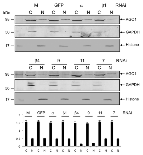 Figure 2. RNAi-mediated silencing of importin genes to study their impact on AGO1 transport to the nucleus. Western blot analysis for the detection of AGO1 protein in cytoplasmic (C) and nuclear (N) fractions of -Wol cells transfected with mock, dsRNA of GFP, importin α, β-1 (top panel) β-4, 9, 11, and 7 (middle panel) using anti-AGO1 antibody. The same blots were probed with anti-GAPDH and anti-Histone H3 antibodies for cytoplasmic and nuclear protein levels. Lower panel graph shows normalization of AGO1 proteins to GAPDH and Histone H3 using imageJ software.