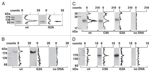 Figure 2 Transcription factor NFAT5a is N-terminal myristoylated and palmitoylated. (A) In vitro transcription/translation (TNT) of NFAT5a(AA1–541)-GST (wt) and its G2A mutant was performed in the presence of3H-labeled myristate. Expression was monitored by protein gel blot detection.3H incorporation was measured with a TLC linear analyzer. The scan shows that only NFAT5a-GST with an intact glycine at position 2 incorporates the myristoyl anchor. (B) HeLa cells were transiently transfected with NFAT5a-HA (wt) and NFAT5a(G2A)-HA. Proteins were purified from cells after in vivo labeling with3H-myristate, detected by immunoblotting and scanned for3H incorporation. Although the western signal is significantly lower for wt NFAT5a-HA in comparison to the mutant, only wt gives rise to a radioactive signal. As a control, non-transfected cells were used, and no signal could be detected. (C) In vitro TNT of NFAT5a(AA1–123)-HA (wt) and its mutants C5A and G2A was performed in the presence of activated3H-palmitate-CoA. Incorporation of radioactive palmitate was monitored by TLC scanning. Immunoblotting was used to monitor protein expression. The western bands are comparable in strength. The TLC signal for the wt is about double the size of the C5A mutant's signal. There is no TLC signal for the G2A mutant. No plasmid was used for the control reaction. (D) HeLa cells were transiently transfected with NFAT5a-HA (wt) and its mutants C5A and G2A. After transfection, cells were subjected to in vivo labeling with3H-palmitate. Proteins were immunoprecipitated, quantified by immunoblotting and scanned for labeled palmitate attachment. Although the expression of the wt is significantly weaker than the mutant ones, the TLC signal strength is comparable. Non-transfected cells were used as a background control.