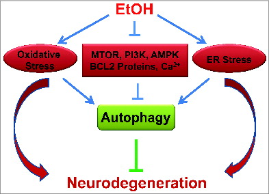 Figure 4. Autophagy as a potential protective response to ethanol neurotoxicity. Ethanol induces oxidative stress and ER stress in neurons of the developing brain, which results in neurodegeneration. Autophagy is activated in response to ethanol neurotoxicity. Several potential mechanisms contribute to ethanol-induced autophagy; these include the modulation of MTOR, PI3K-AKT, or AMPK signaling, alterations in BCL2 family proteins and disruption of intracellular calcium homeostasis. Ethanol-induced oxidative stress and ER stress may also trigger autophagy. There is considerable crosstalk among these signaling pathways during the activation of autophagy.